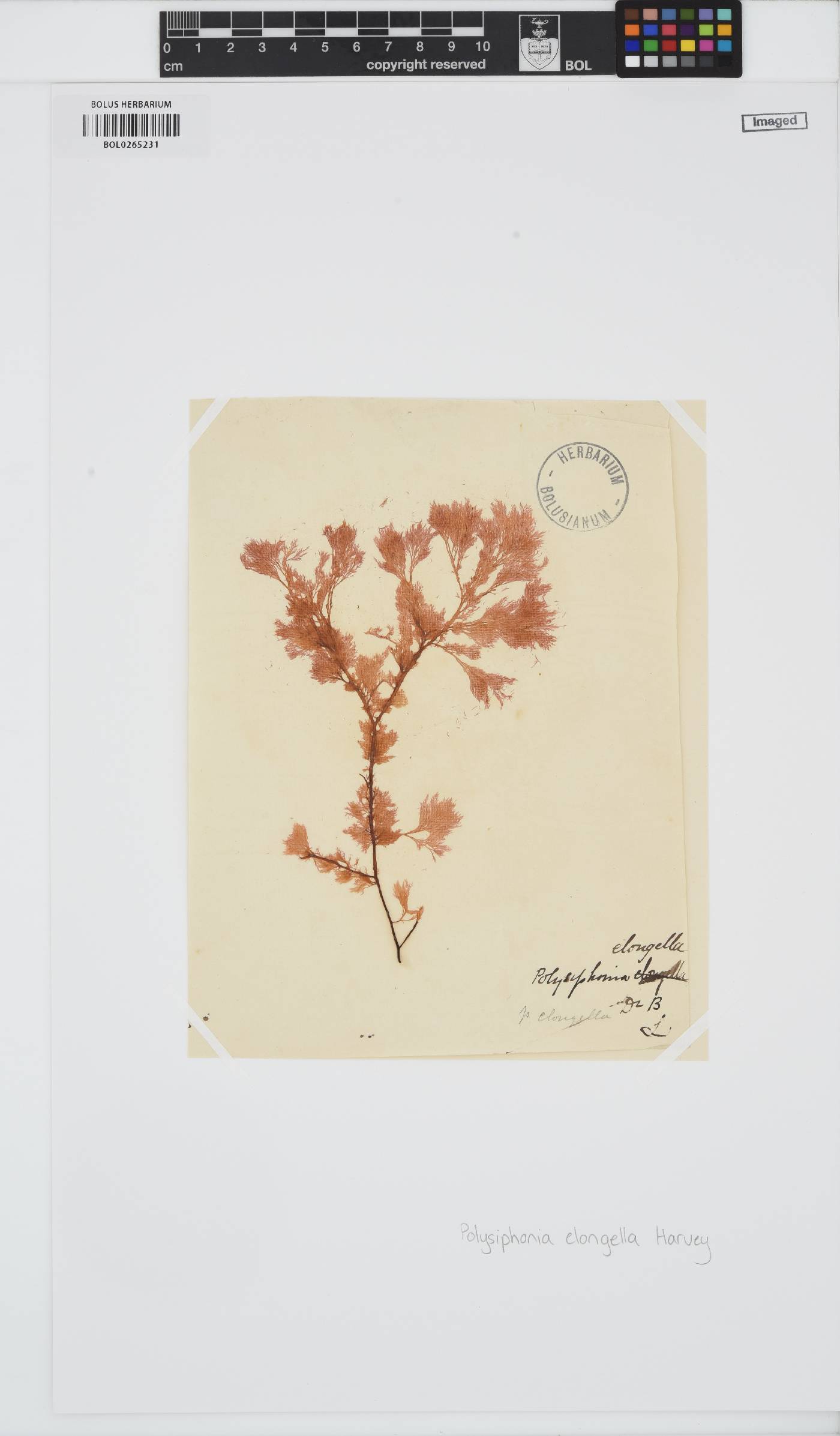 Carradoriella elongella image