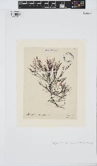 Carradoriella elongata image