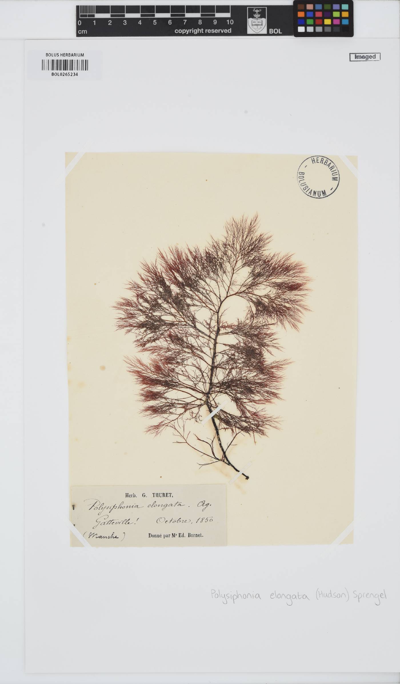 Carradoriella elongata image