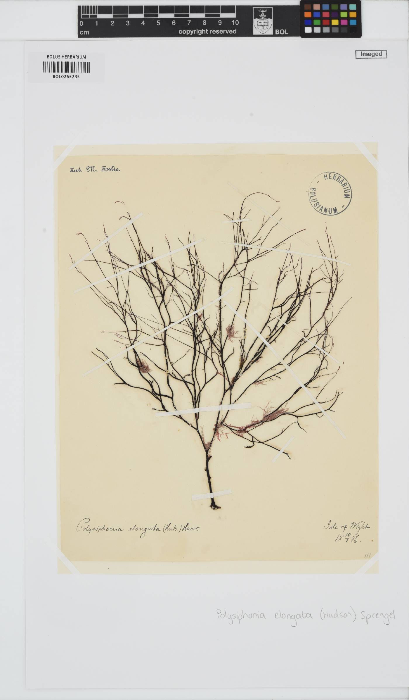 Carradoriella elongata image