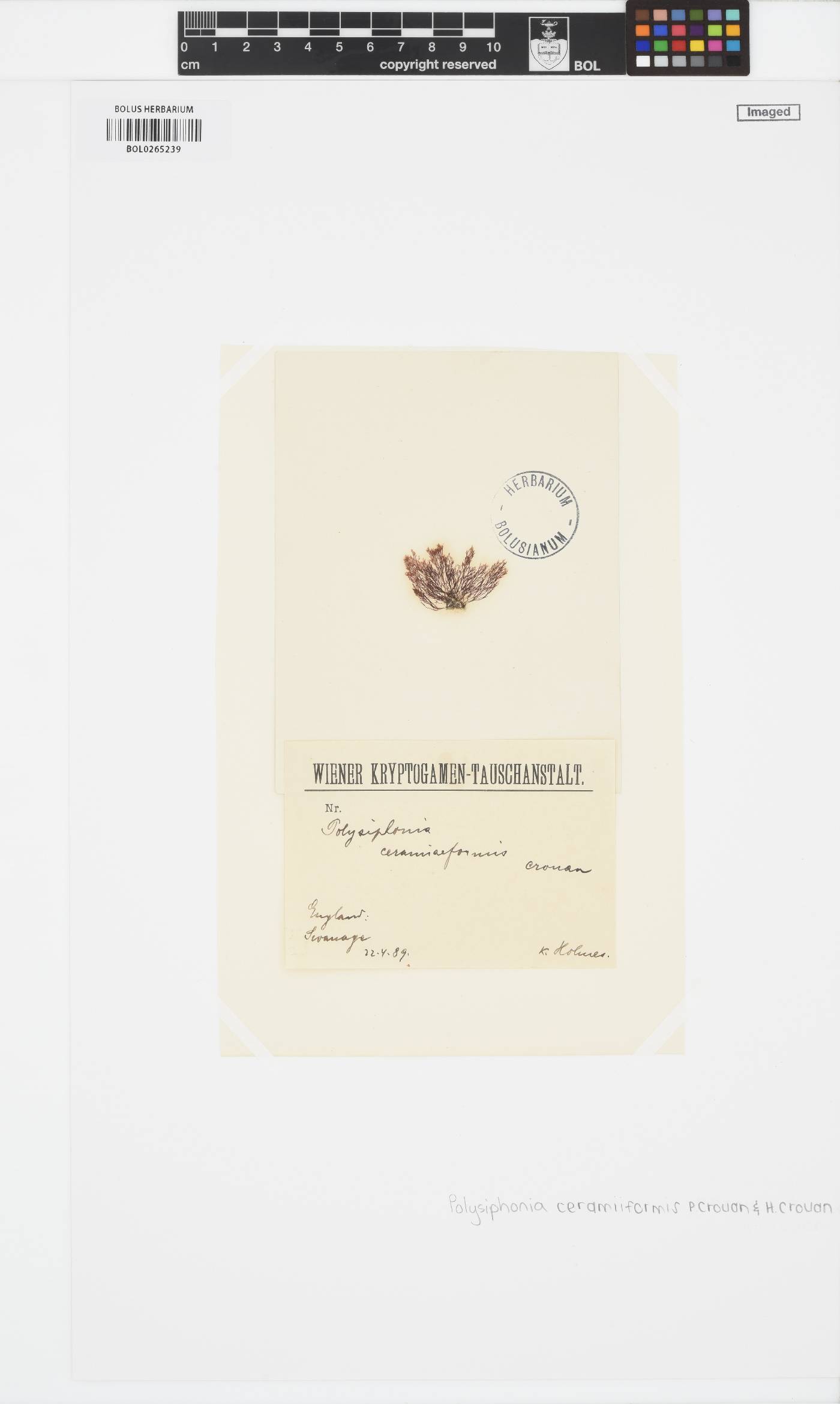Vertebrata simulans image