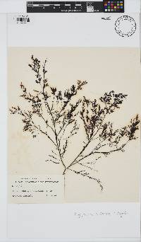 Image of Polysiphonia caulescens