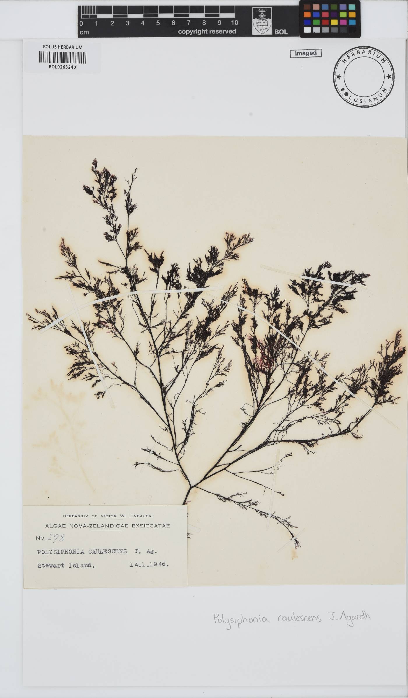 Polysiphonia image