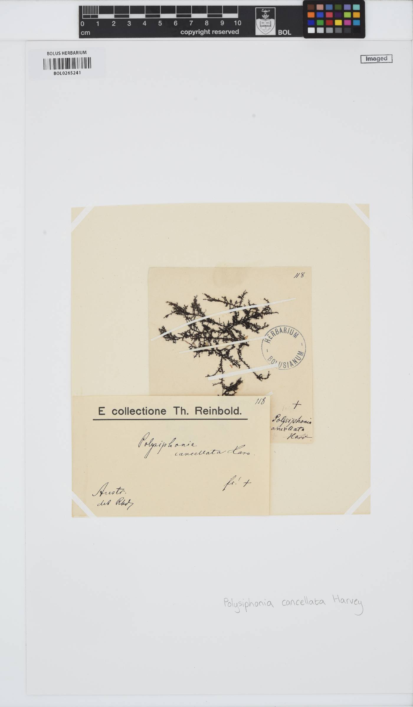 Vertebrata decipiens image