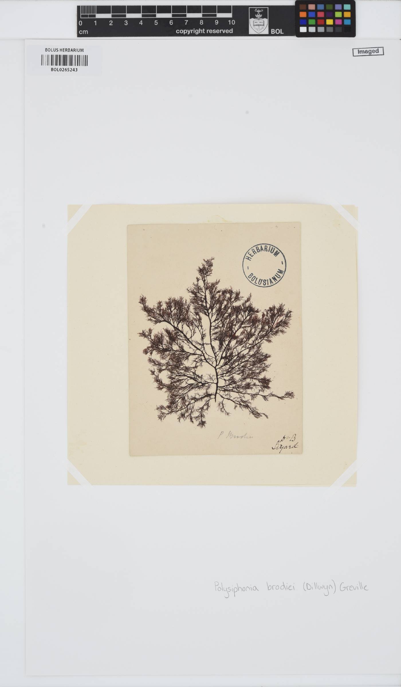 Leptosiphonia brodiei image
