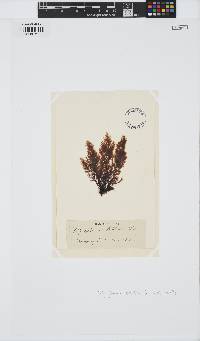 Leptosiphonia brodiei image