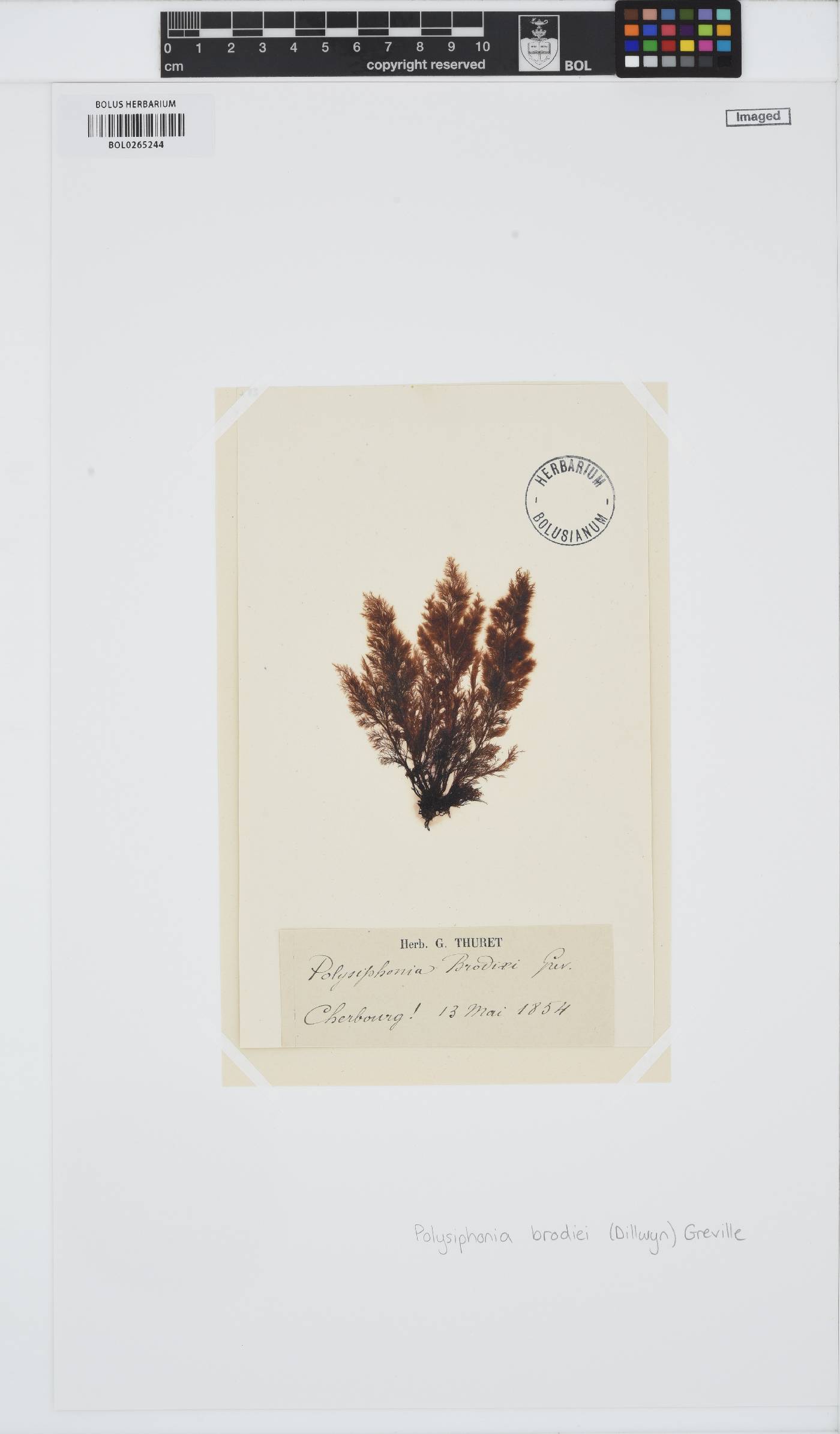 Leptosiphonia brodiei image