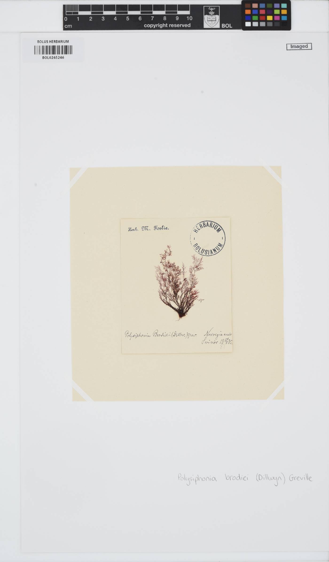 Leptosiphonia brodiei image