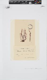 Leptosiphonia brodiei image