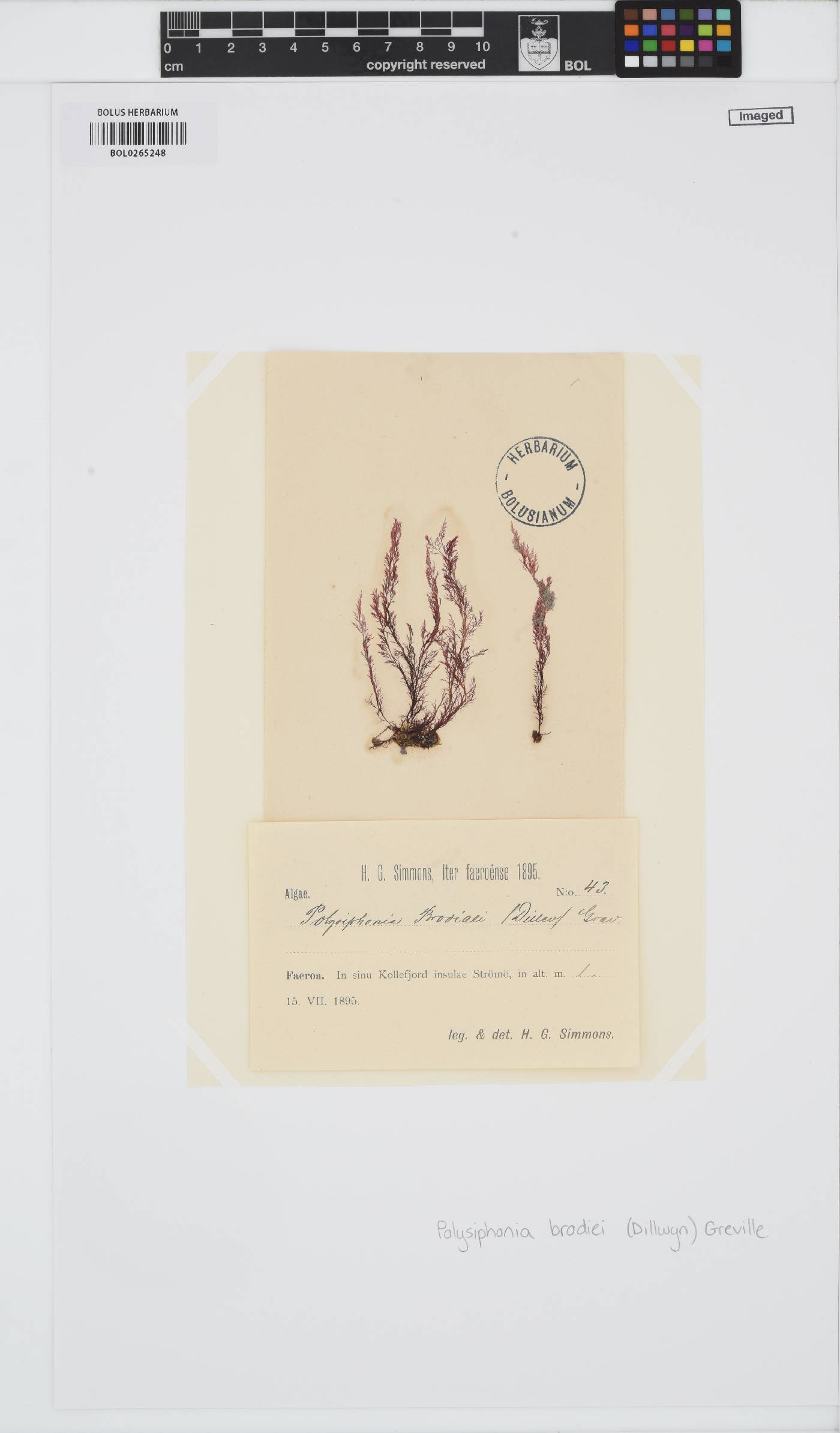 Leptosiphonia brodiei image