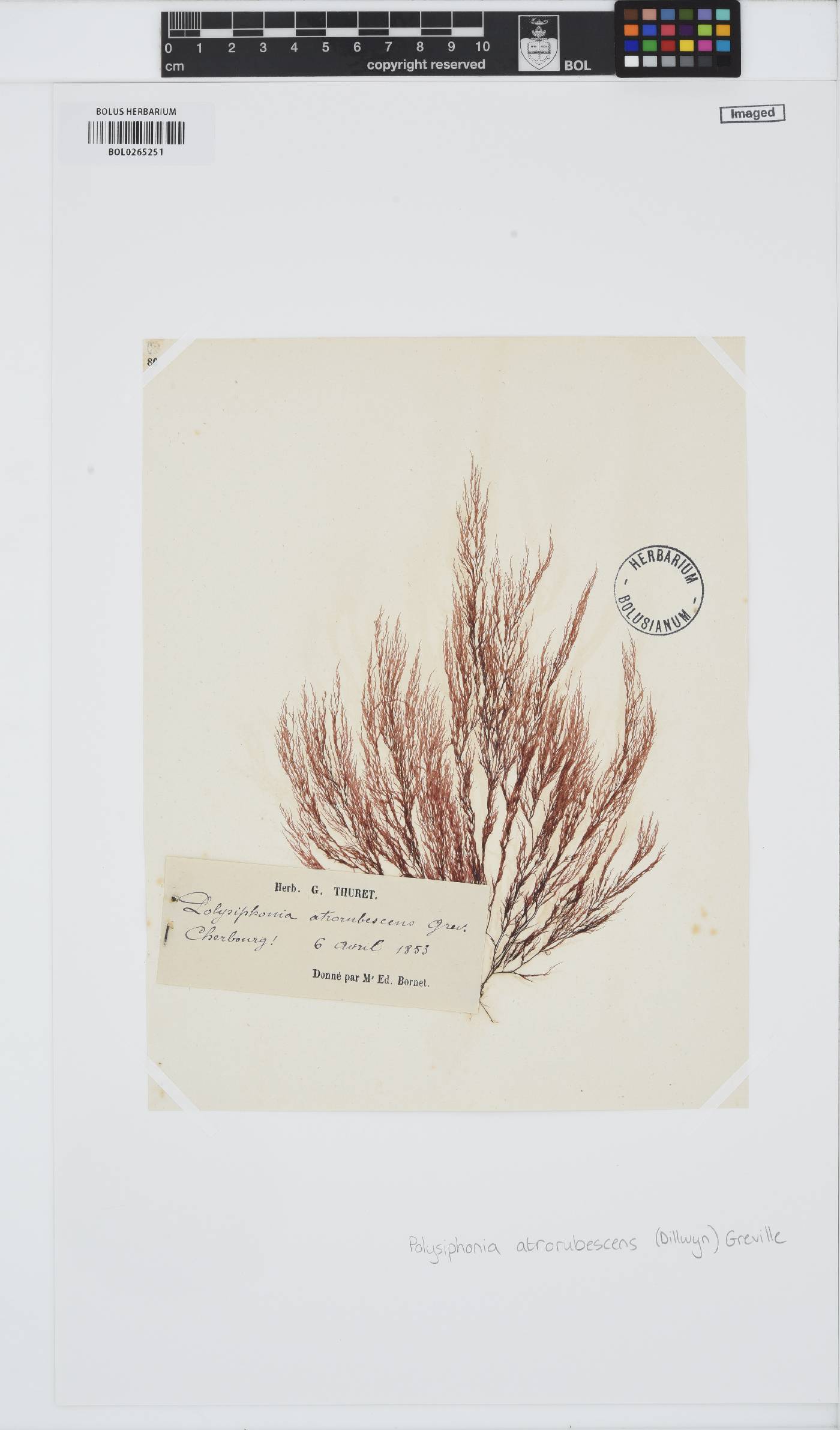 Vertebrata nigra image