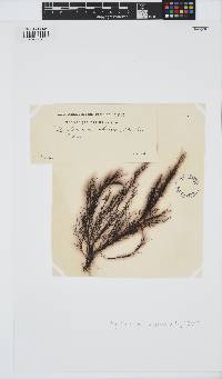 Vertebrata nigra image