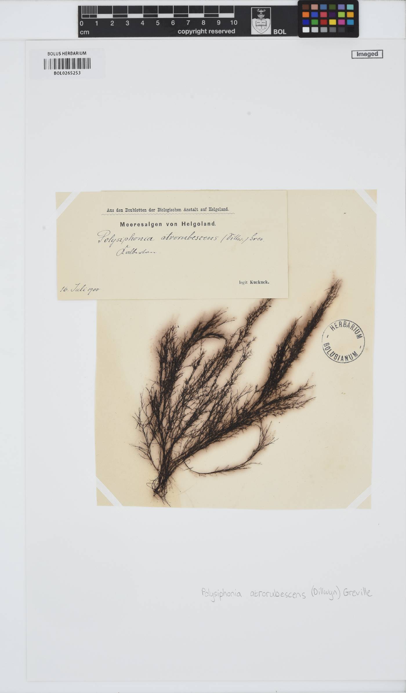 Vertebrata nigra image