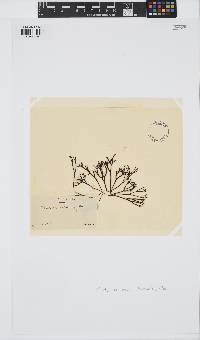 Polyides rotundus image