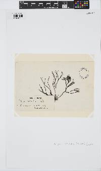 Polyides rotundus image