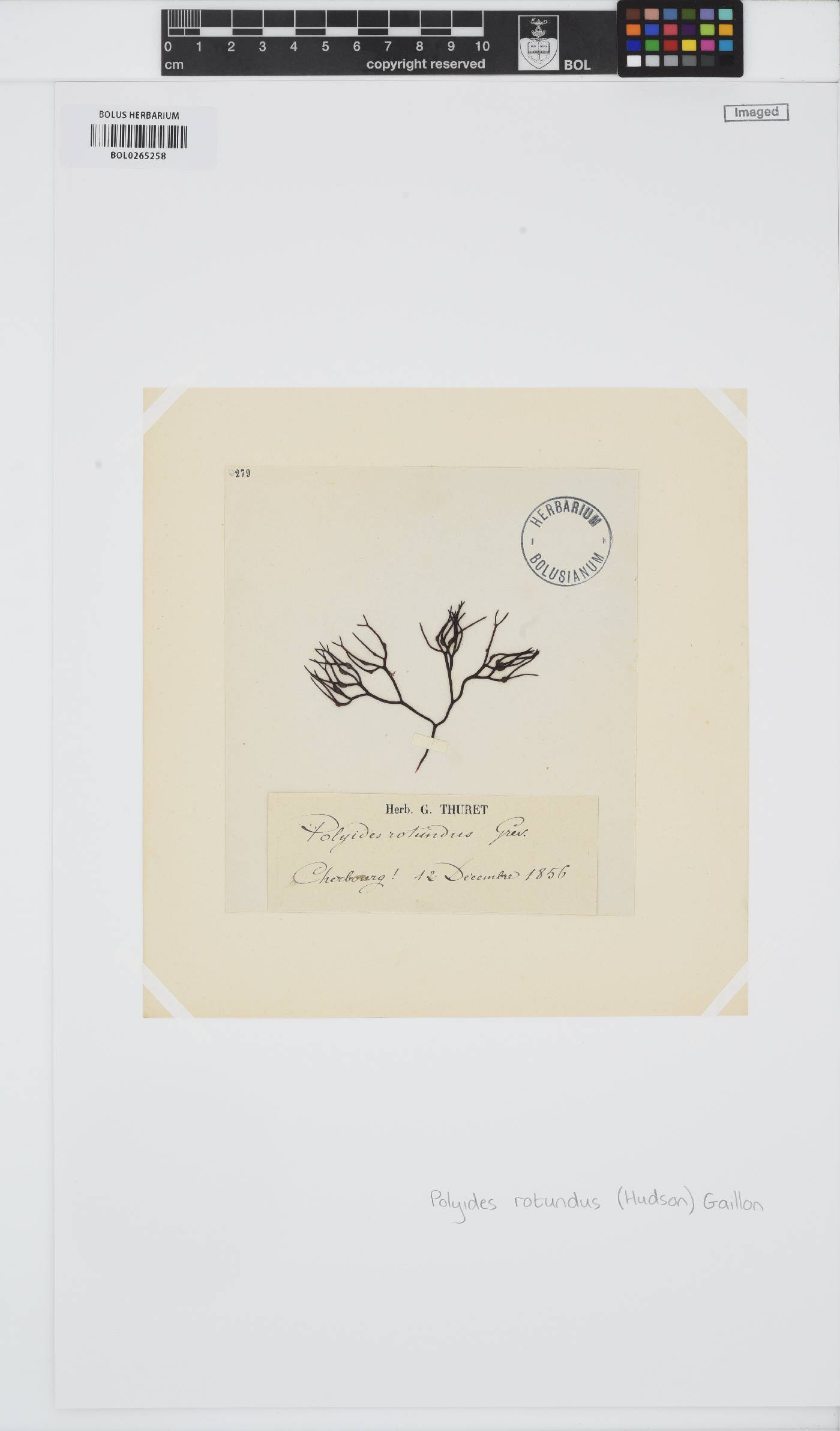 Polyides rotundus image