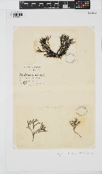 Polyides rotundus image