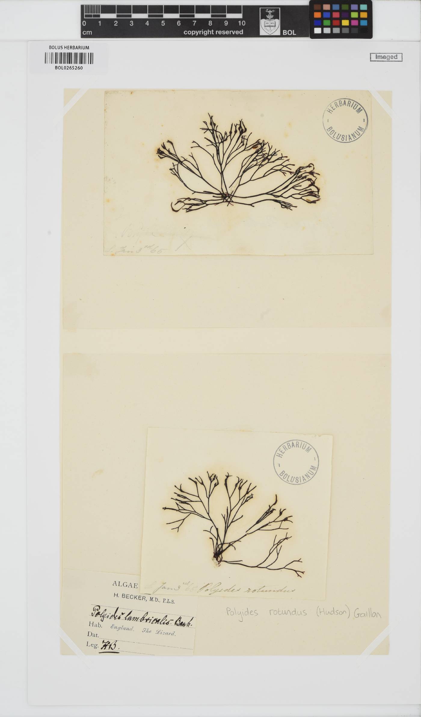 Polyides image