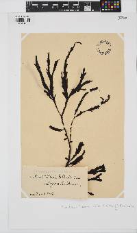 Pollexfenia lobata image