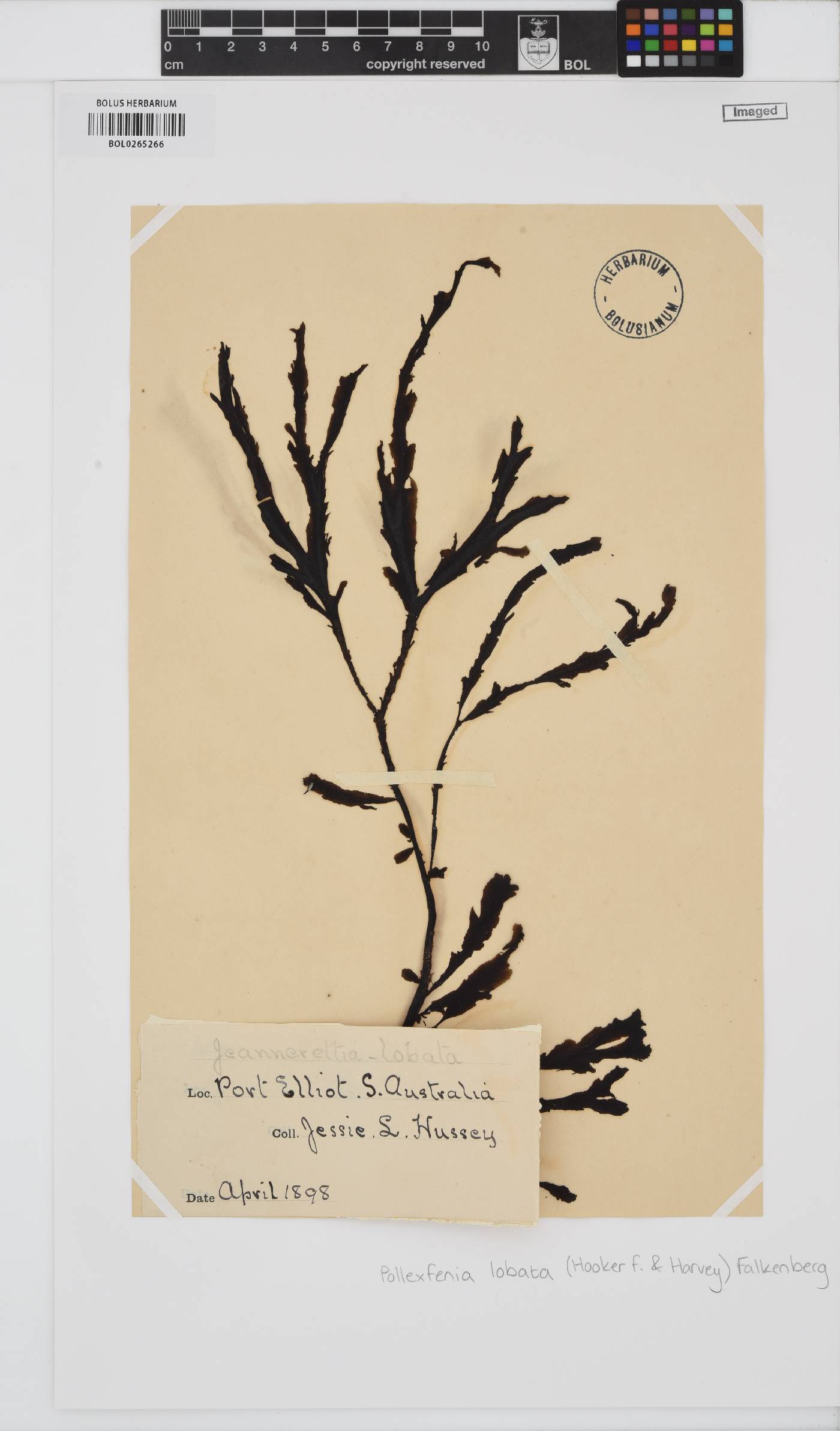 Pollexfenia lobata image