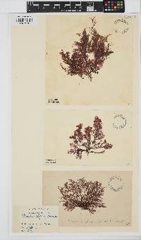 Plumaria plumosa image