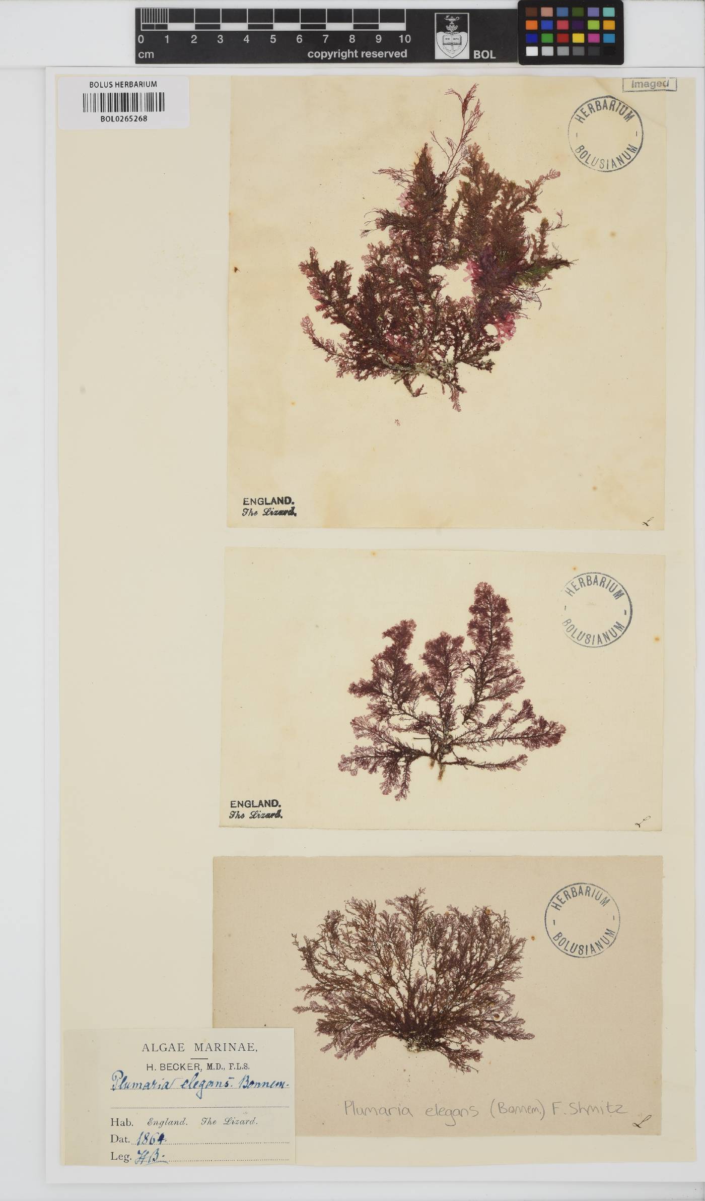 Plumaria plumosa image