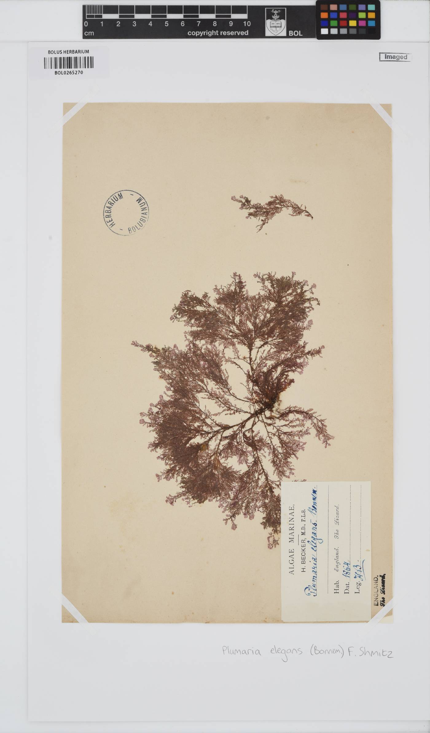 Plumaria plumosa image