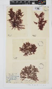 Plumaria plumosa image