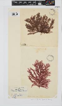 Plumaria plumosa image