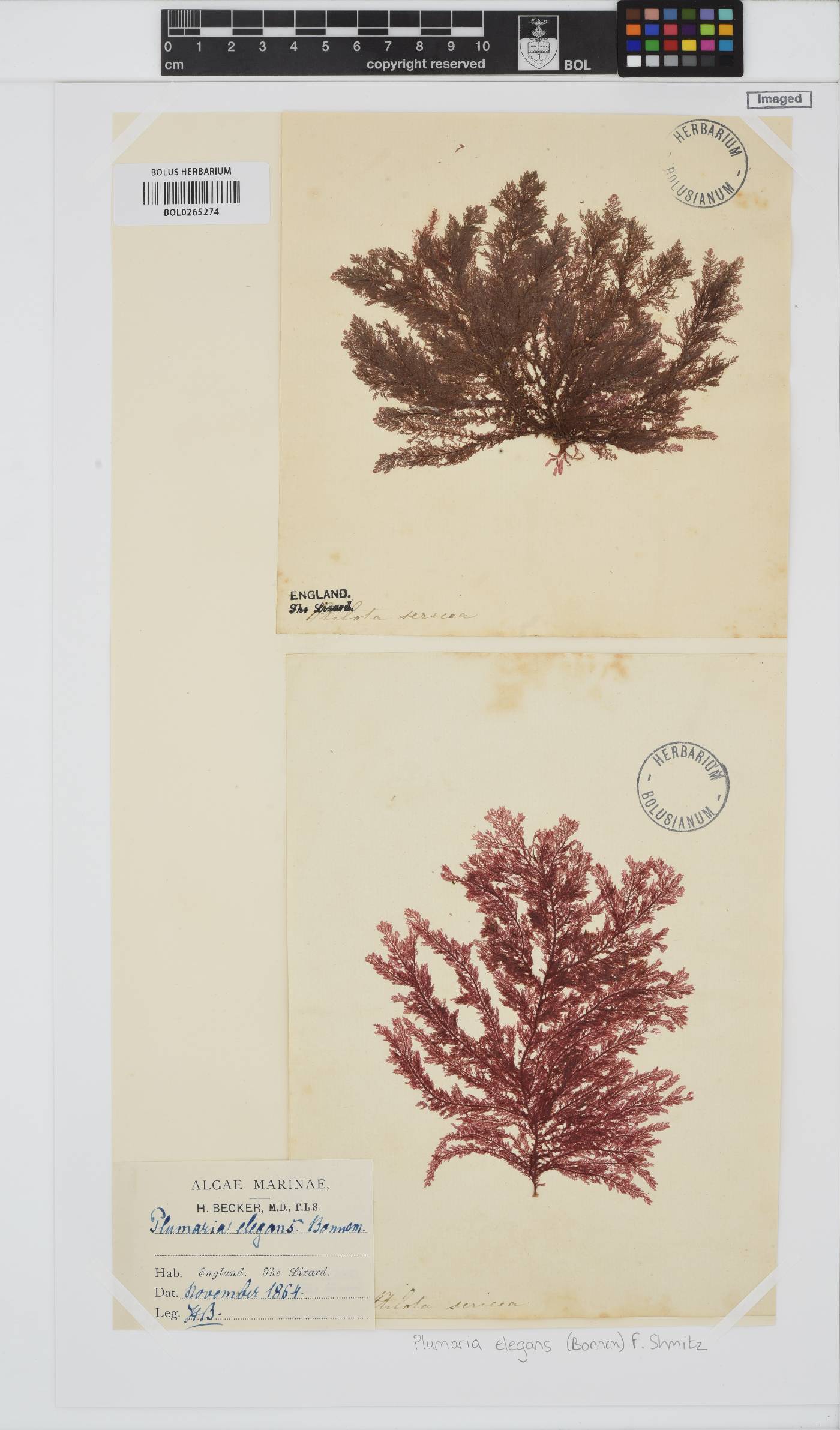 Plumaria plumosa image