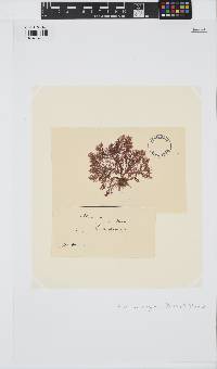 Plumaria plumosa image