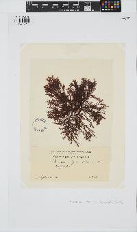 Plumaria plumosa image