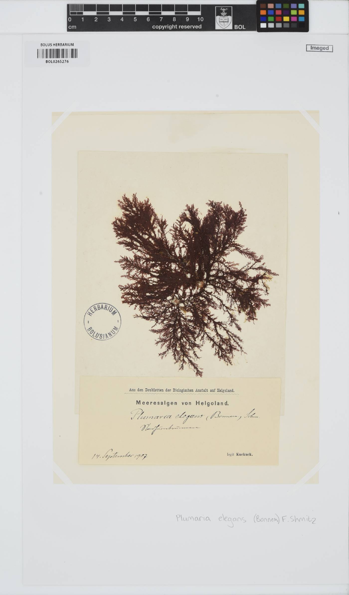 Plumaria plumosa image