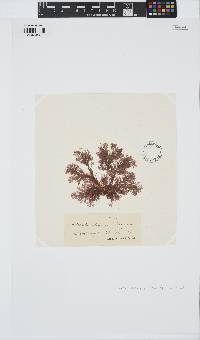 Plumaria plumosa image
