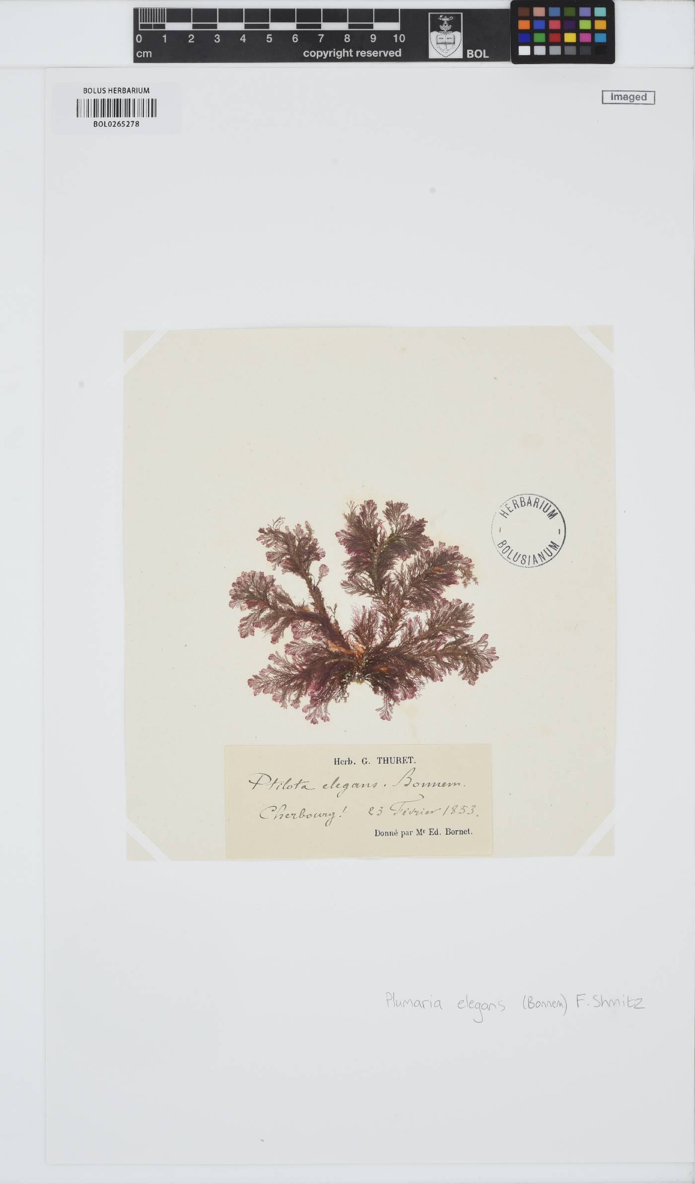 Plumaria plumosa image