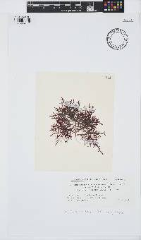 Pterocladiella capillacea image