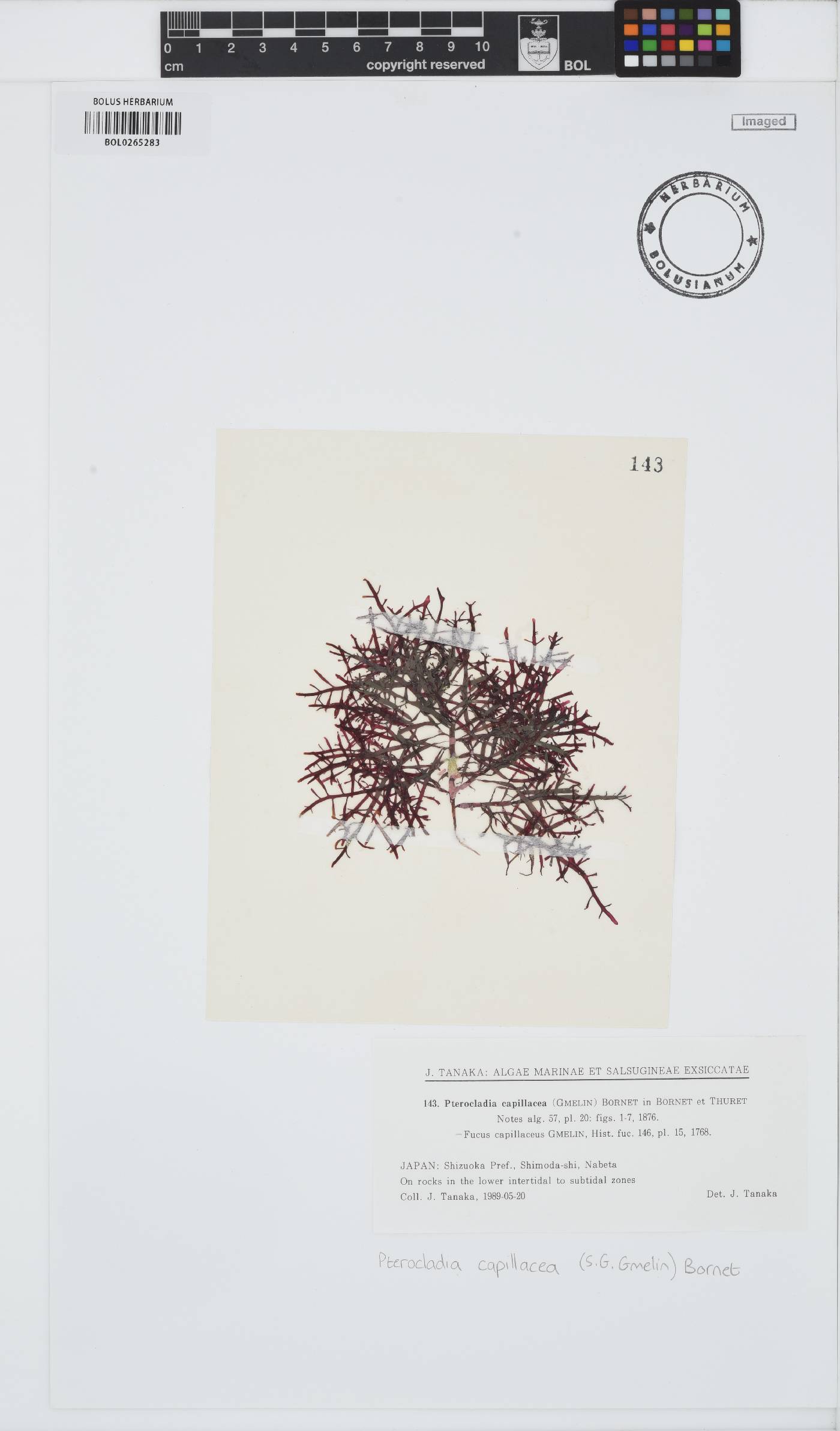 Pterocladiella image