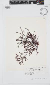 Image of Polyopes polyideoides