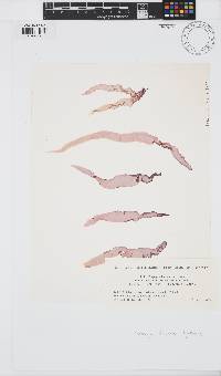 Image of Pyropia dentata