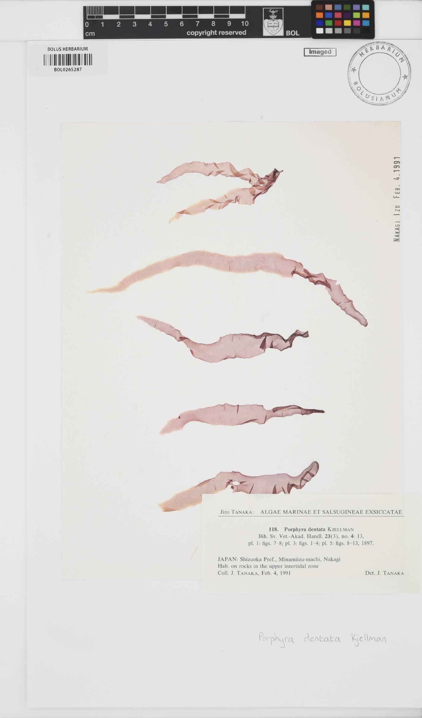 Pyropia dentata image