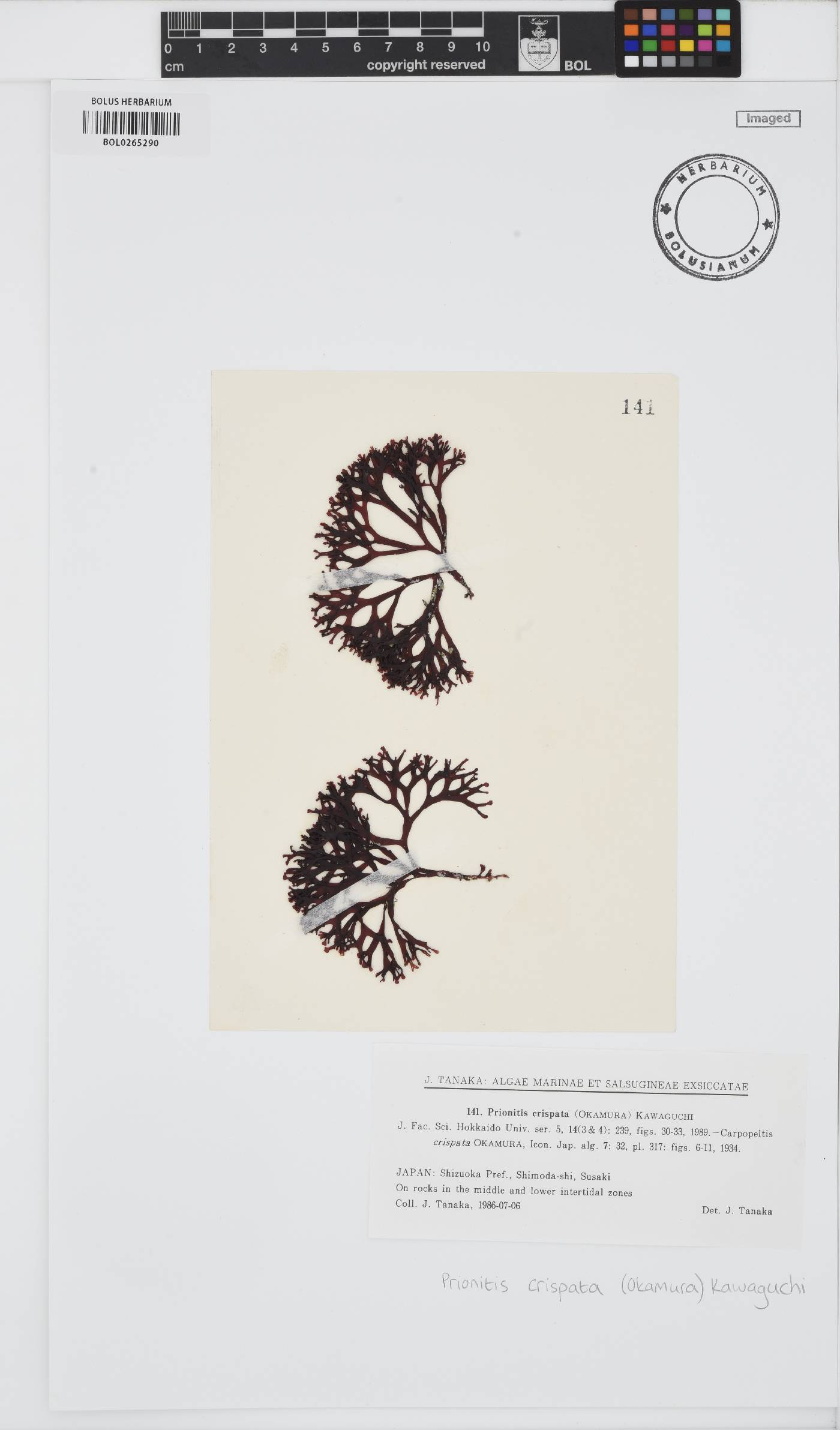 Grateloupia crispata image