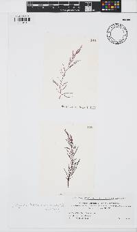 Symphyocladia linearis image