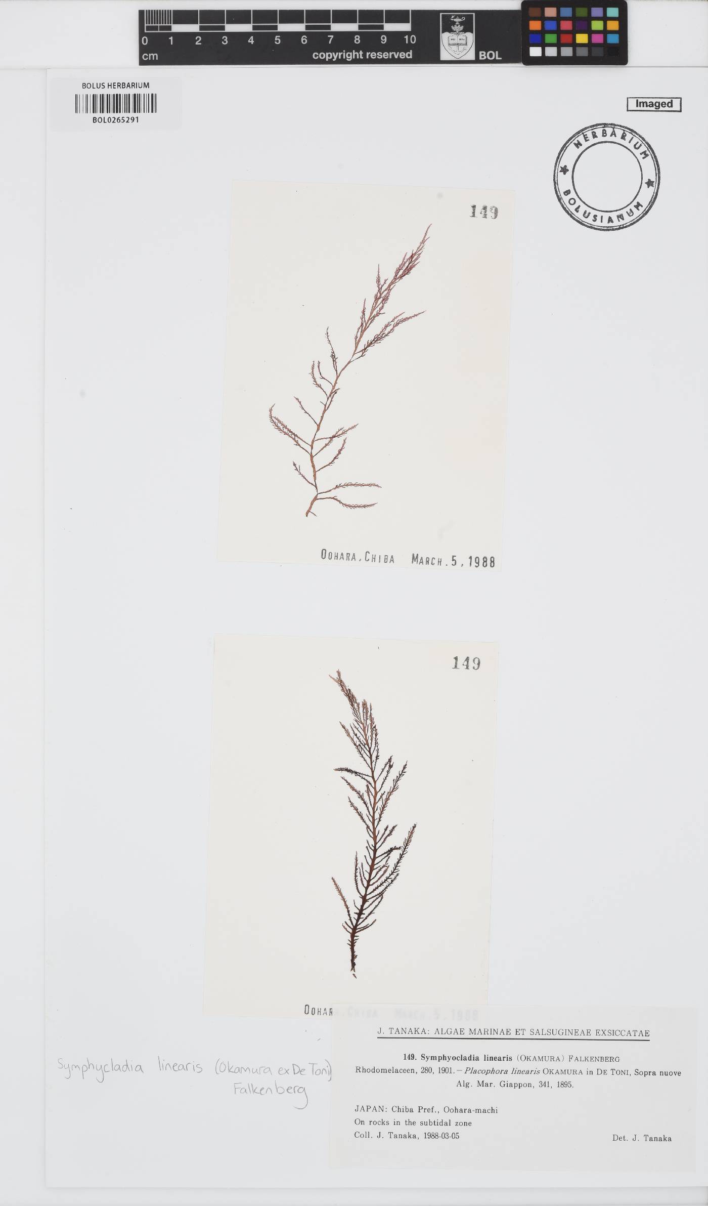 Symphyocladia linearis image