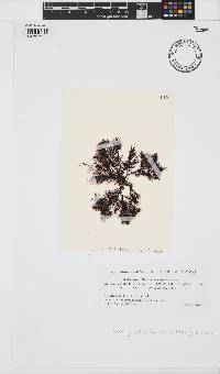 Symphyocladia latiuscula image