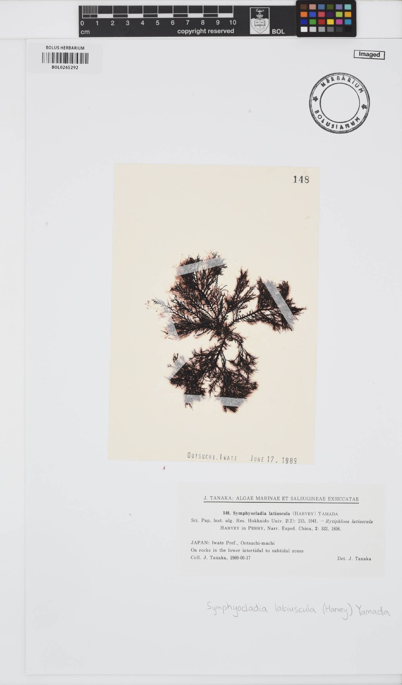 Symphyocladia latiuscula image