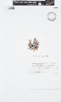 Symphyocladia marchantioides image