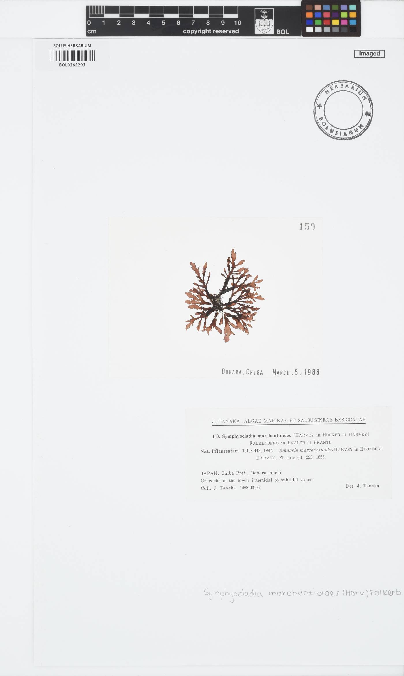 Symphyocladia image