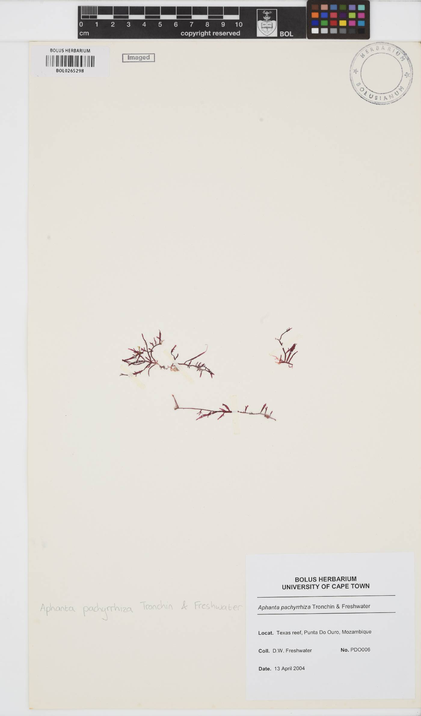 Orthogonacladiaceae image