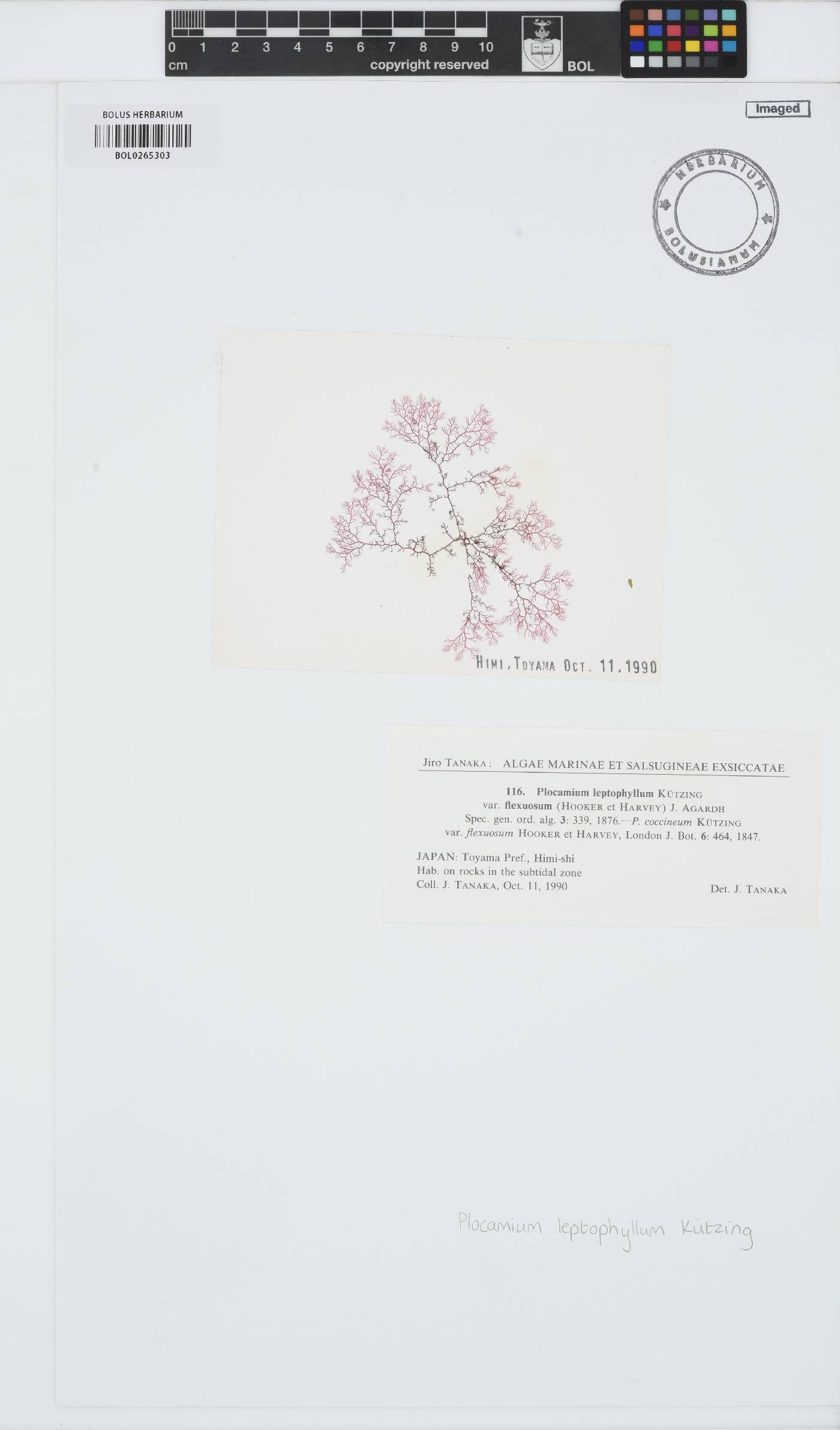 Plocamium leptophyllum image