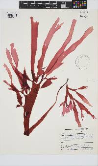 Cryptonemia natalensis image